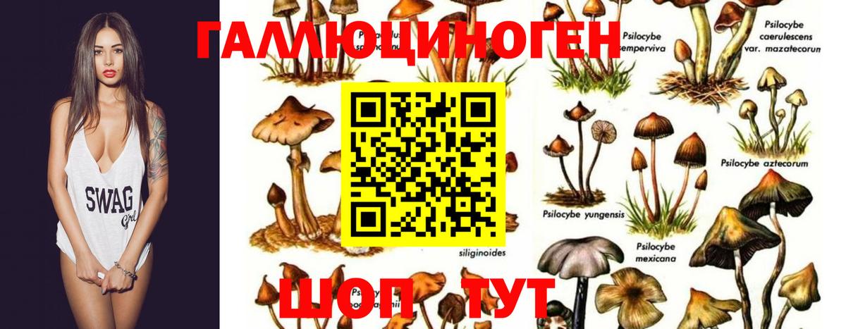 Галлюциногенные грибы GOLDEN TEACHER Губкин